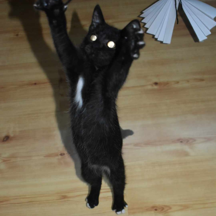 Berticek