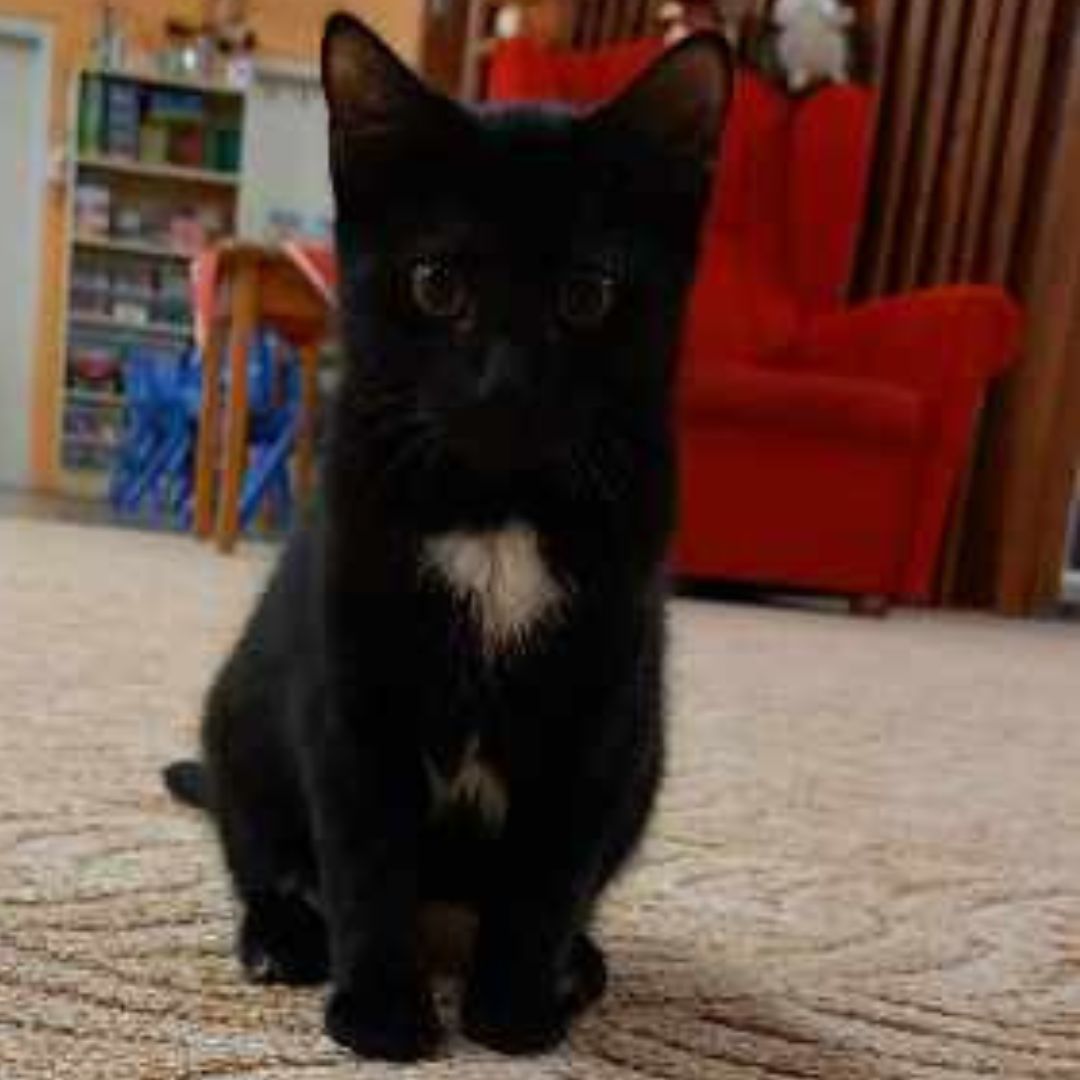 fluffy