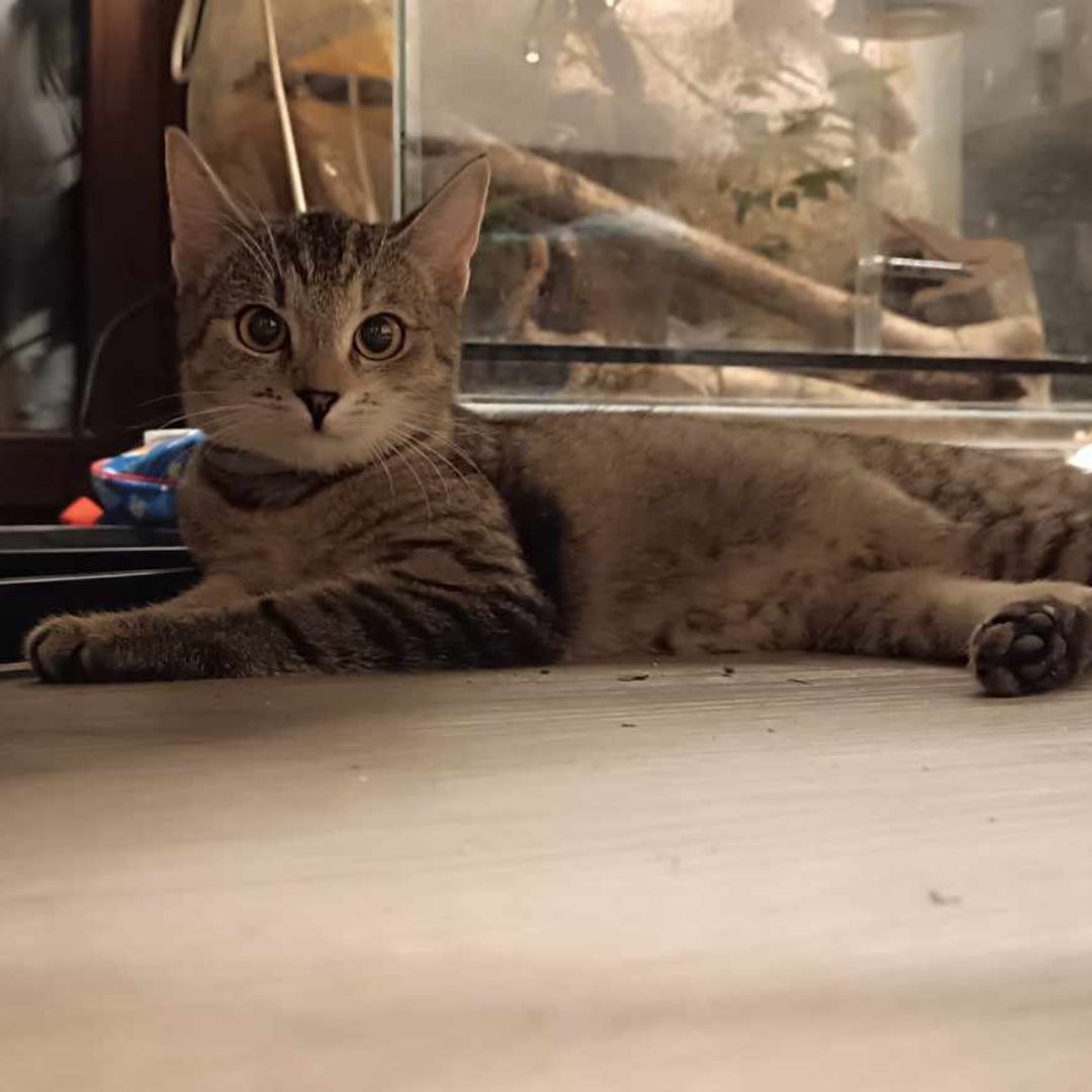 fluffy