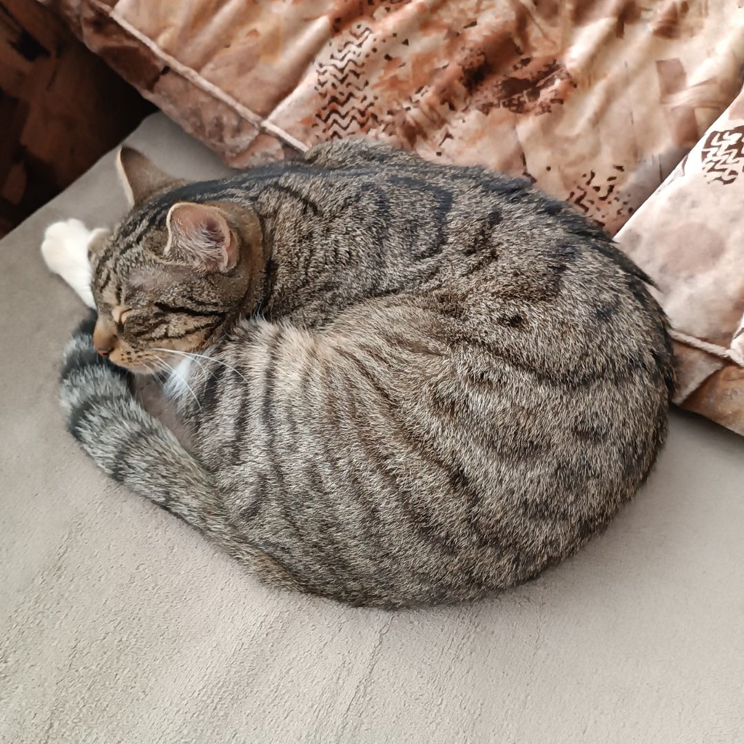 fluffy