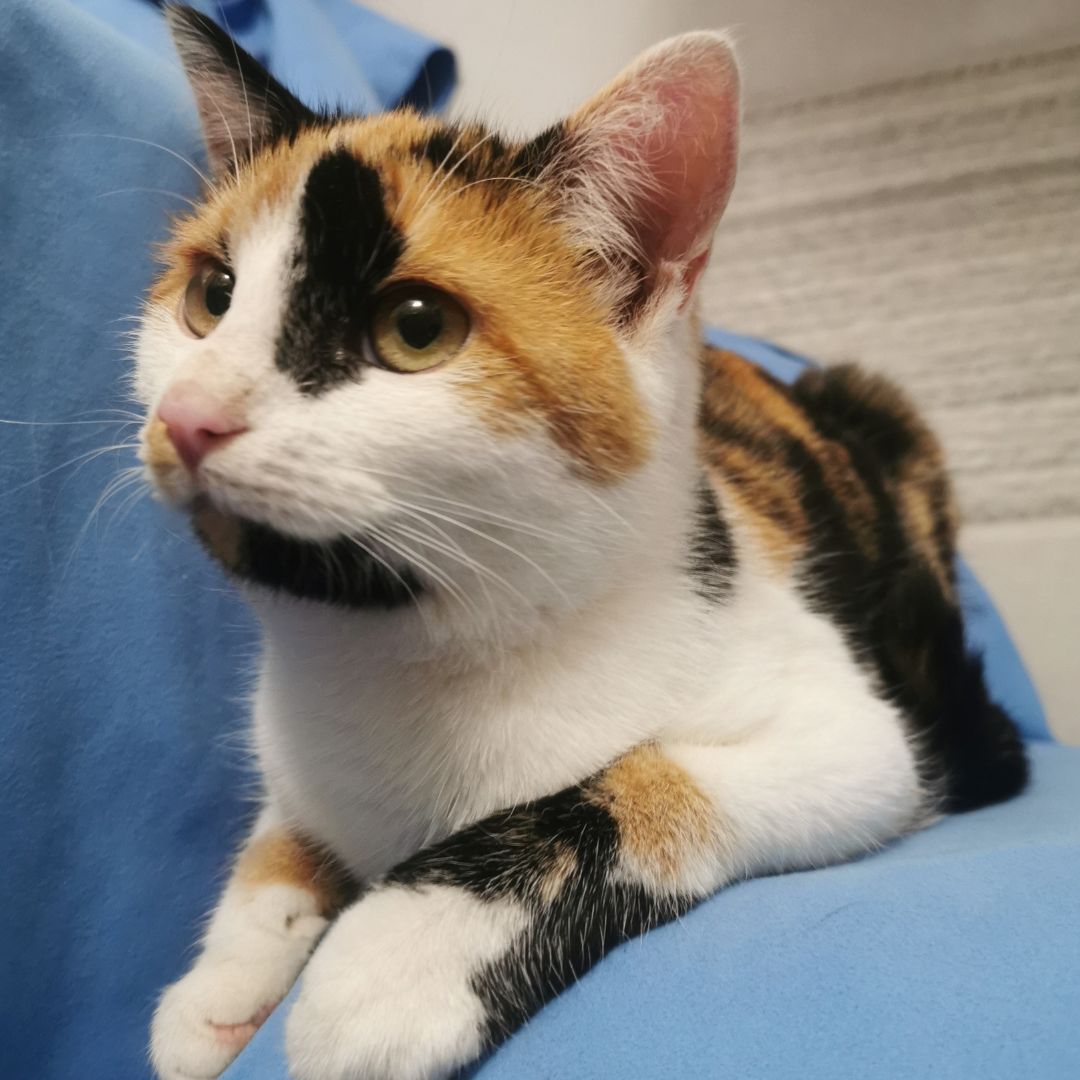 Lilianka