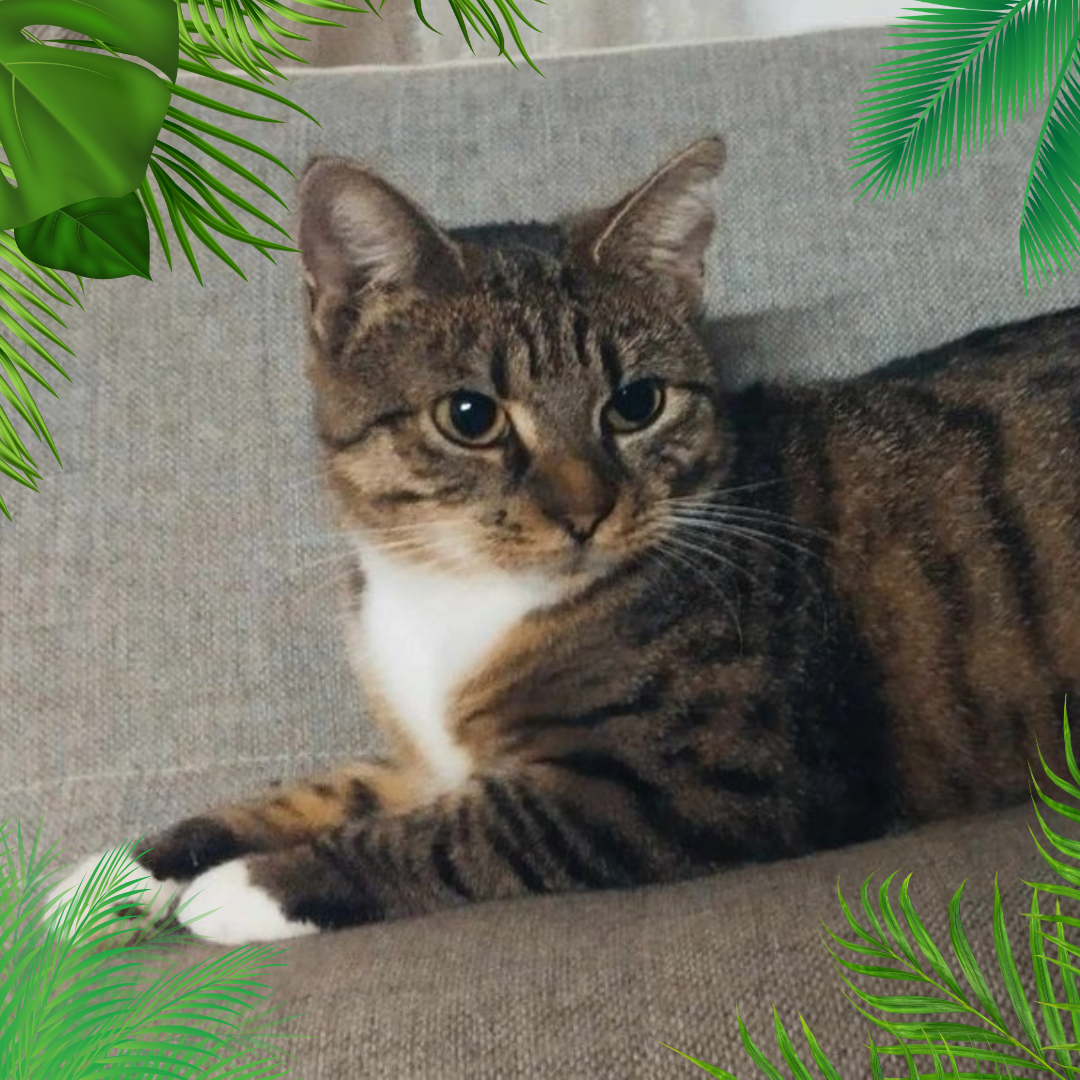 Mia