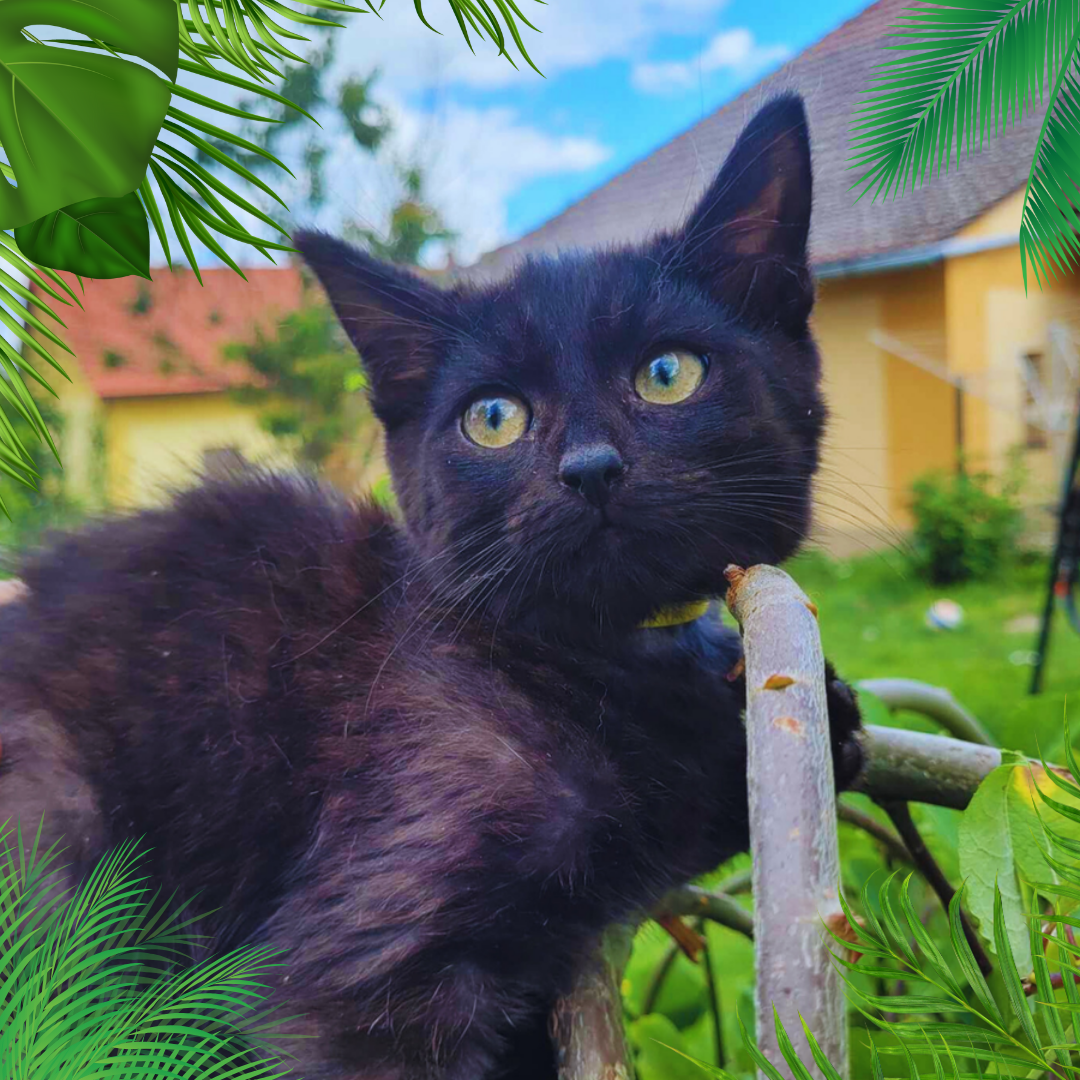 Neko