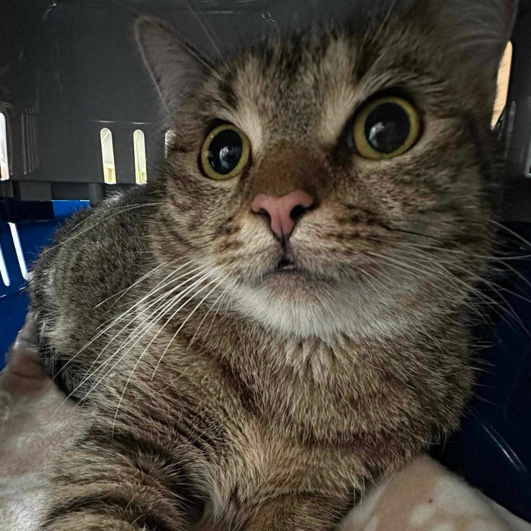 Niko