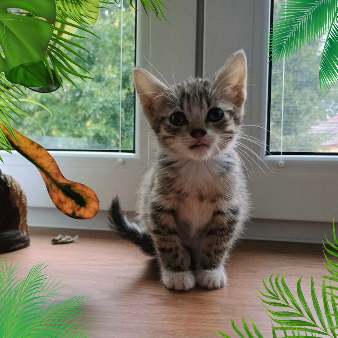 Rhaegar