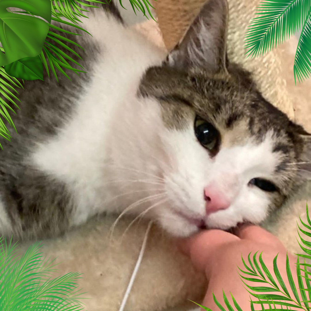 Tonda