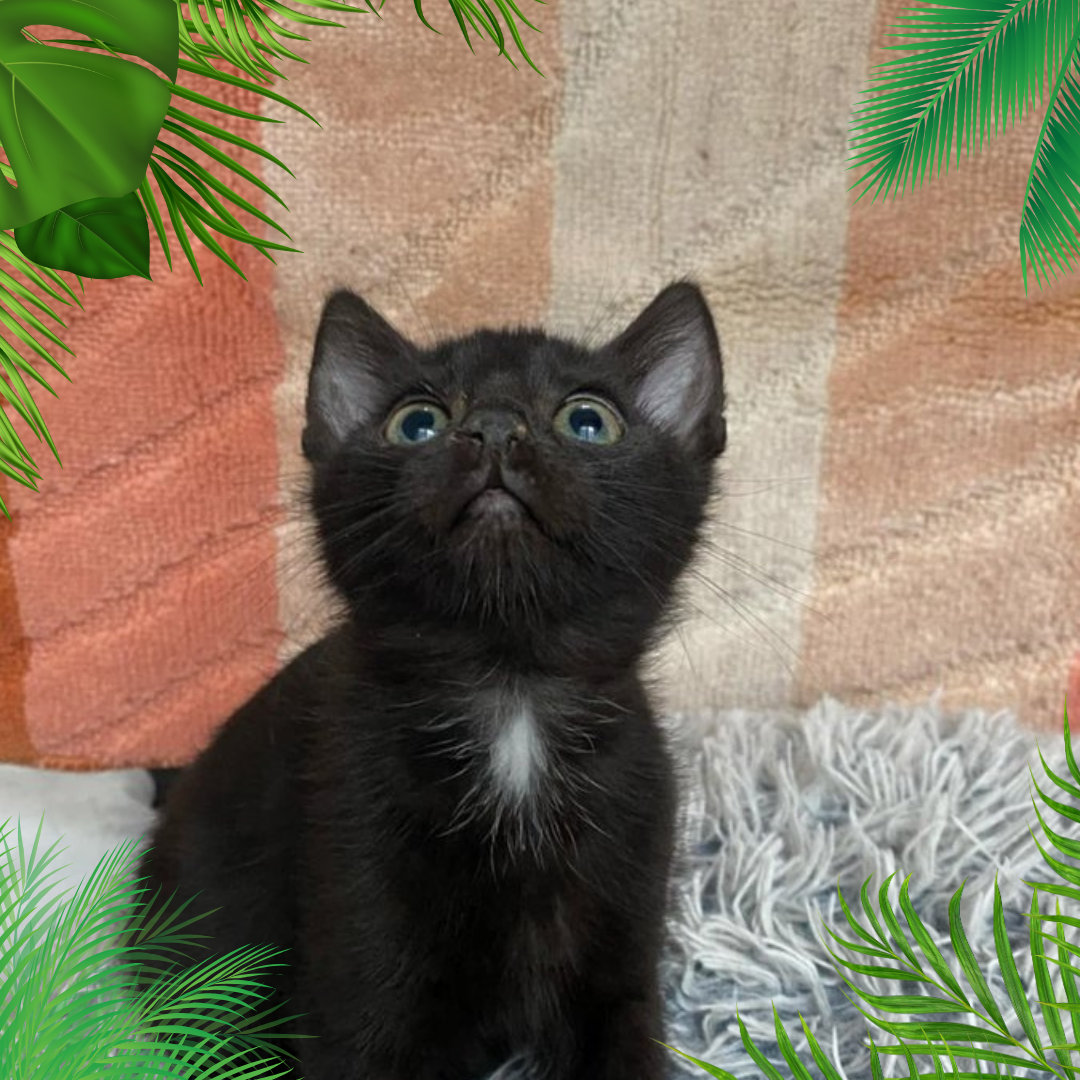 Tyche