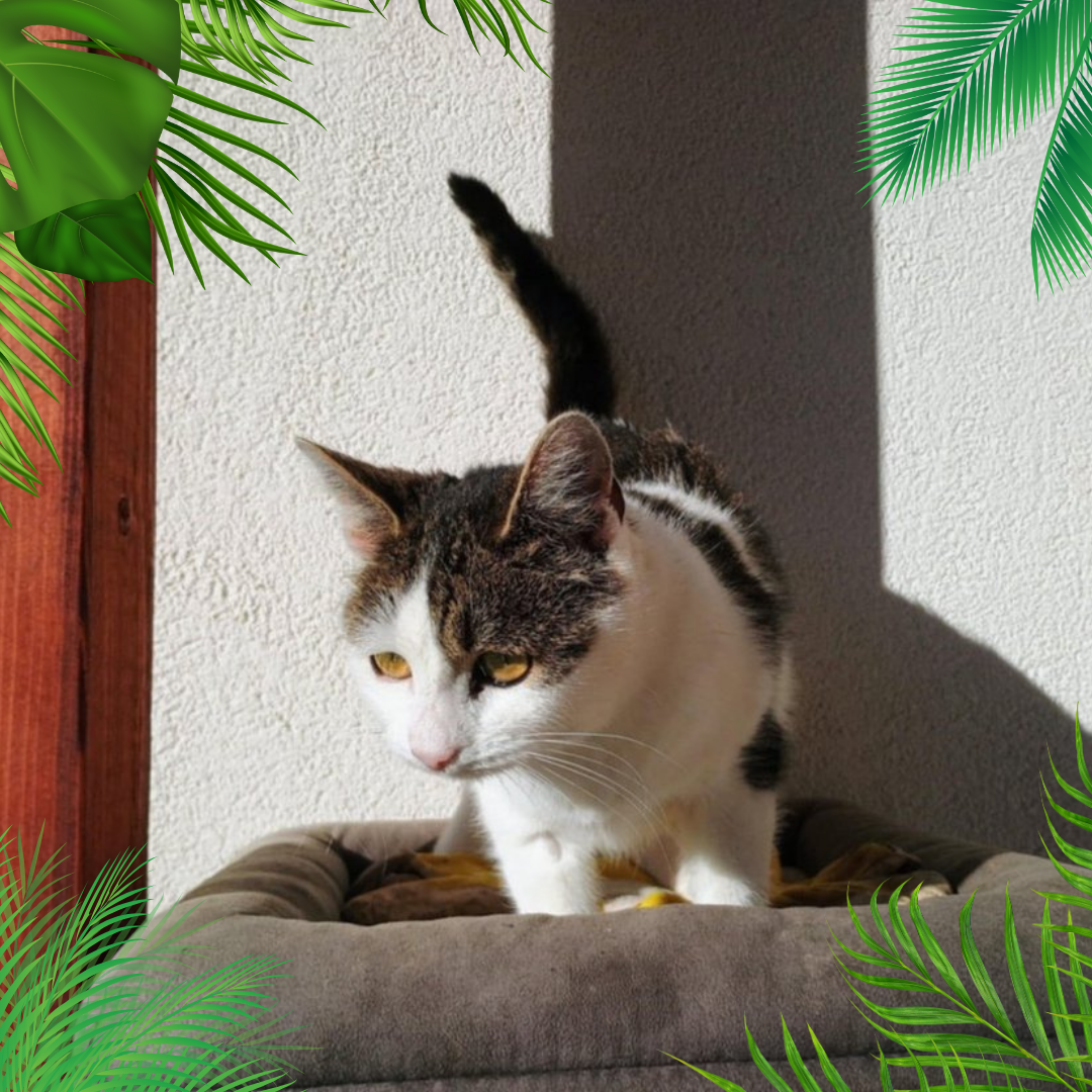 Maja