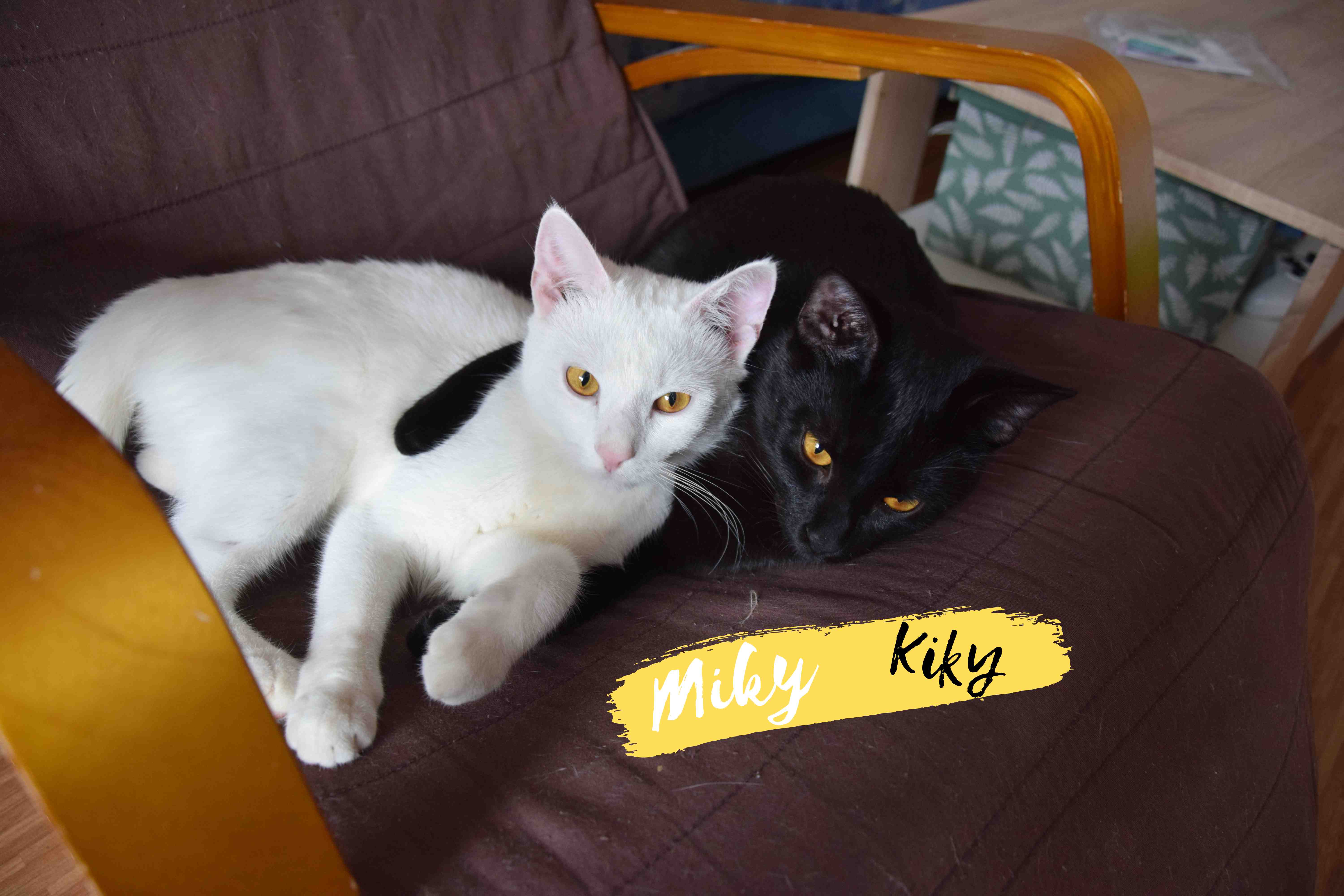 mikykiky