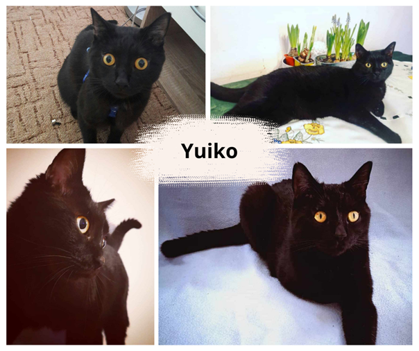 yuiko